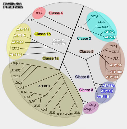 Classification des P4-ATPases