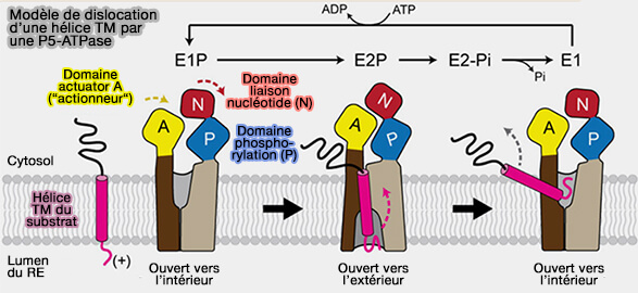 Modèle de dislocation d’une hélice TM par une P5-ATPase