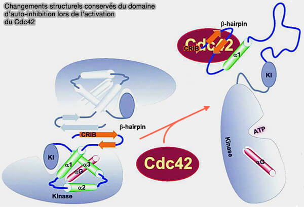 Autoactivation de Cdc42