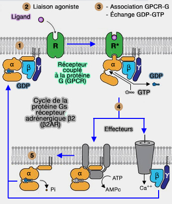 Structure de Gαi1/β1γ2