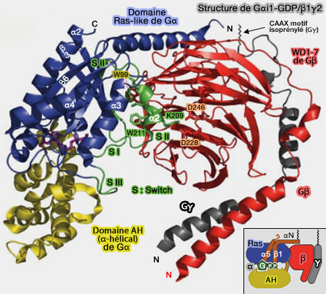Structure de Gαi1/β1γ2