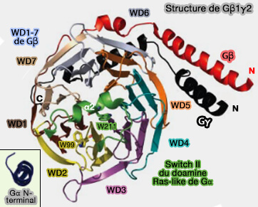 Structure de Gαi1/β1γ2