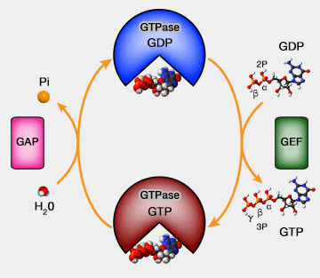 GTPase, GAP et GEF
