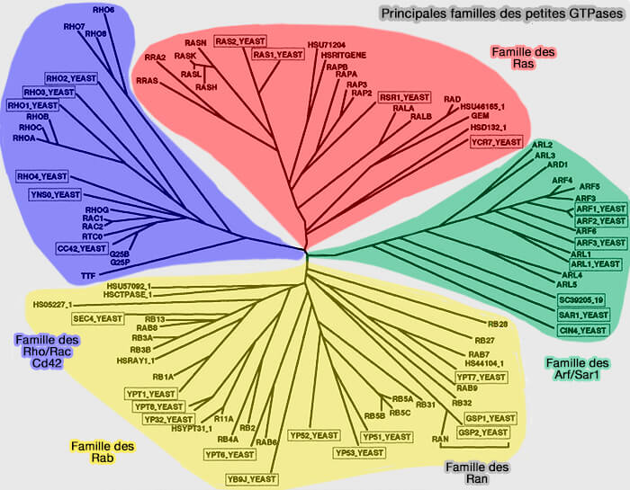 GTPase, GAP et GEF