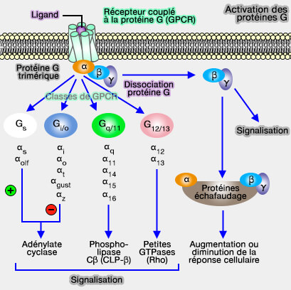 Structure de Gαi1/β1γ2