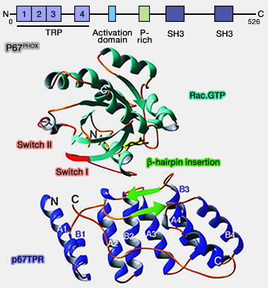 Régulations des NPF