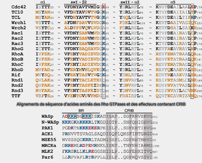Alignements de séquence d'acides aminés des Rho GTPases et des effecteurs contenant CRIB
