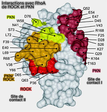 Interactions avec RhoAde ROCK et PKN