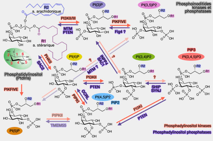 Phosphoinositides : kinases et phosphatases