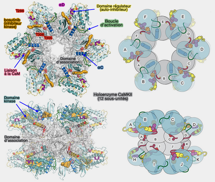 Holoenzyme CaMkII (12 sous-unités)