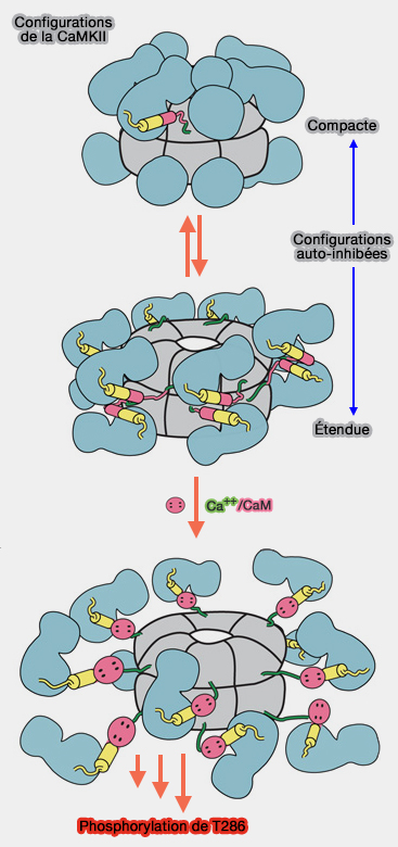 Configurations de CaMKII