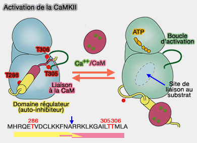 Phosphorylation de T286