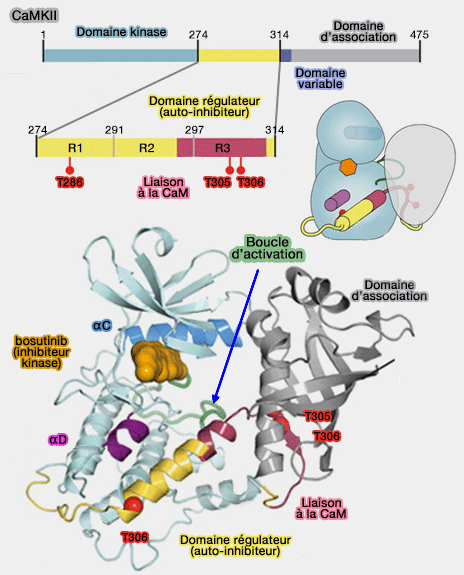 Structure de CamKII