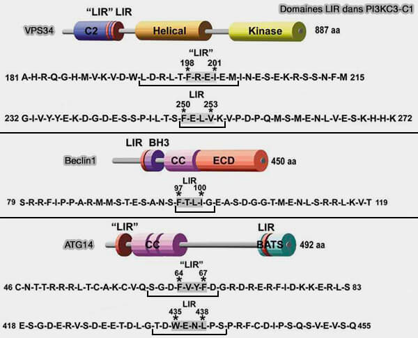 Domaines LIR de PI3KC3-C1