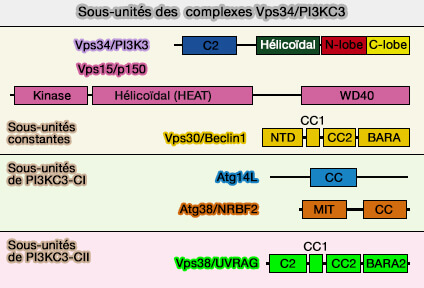 Sous-unités des complexes Vps34/PI3KC3