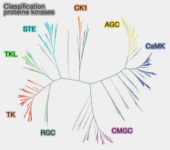 Classification des protéine kinases