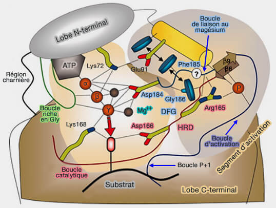 Centre catalytique de PKA
