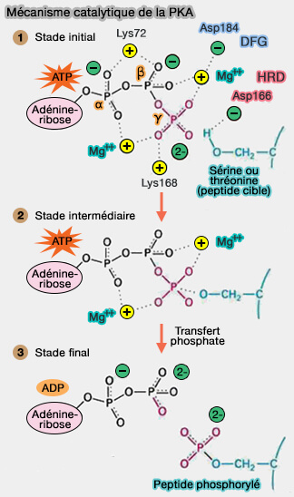 Mécanisme catalytique de la PKA