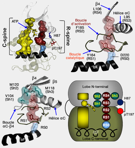 Les spines C et R de PKA