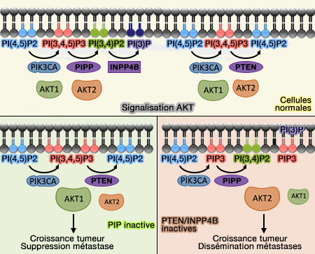 Signalisation AKT avec ou sans PI-phosphatases