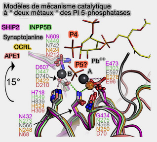 Mécanisme catalytique à " deux métaux "
des PI 5-phosphatases