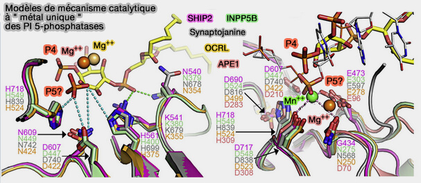 Mécanisme catalytique à " métal unique " des PI 5-phosphatases