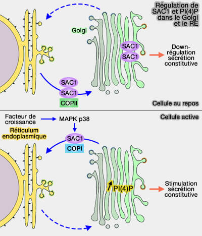 Régulation de SAC1 et PI(4)P dans le Golgi et le RE