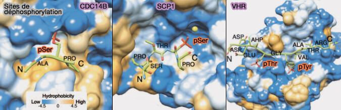 Sites de déphosphorylation