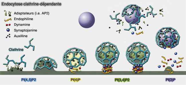 Endocytose clathrine-dépendante