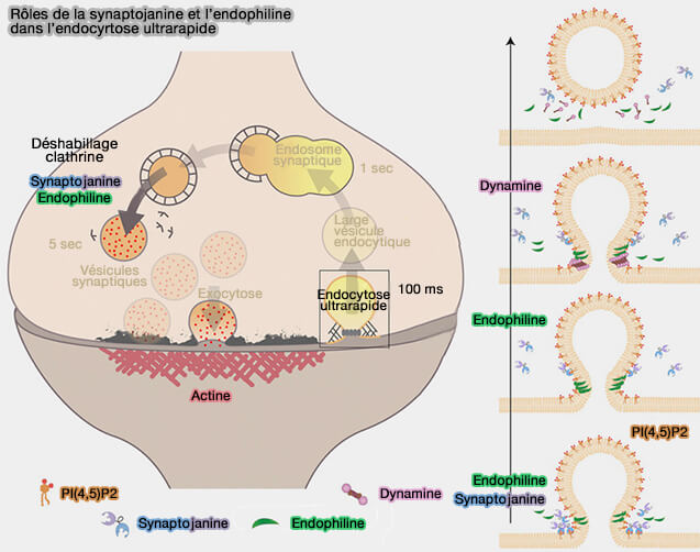 Rôles de la synaptojanine et l’endophilinedans l’endocytose ultrarapide