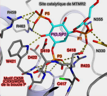 Site catalytique de MTMR2