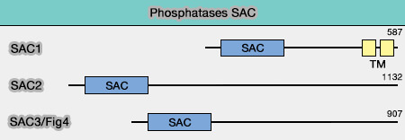 Phosphatases SAC