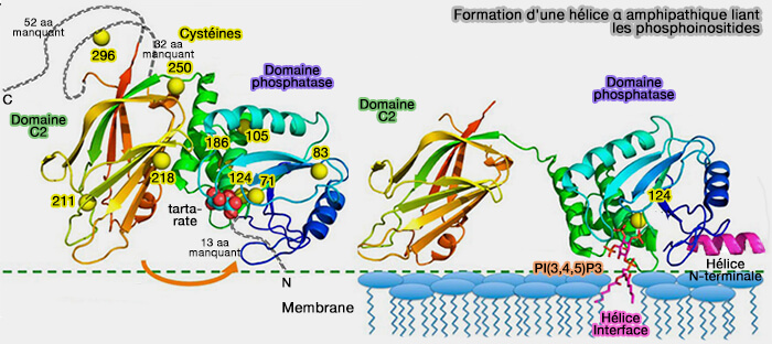 Formation d'une hélice α amphipathique liant les phosphoinositides