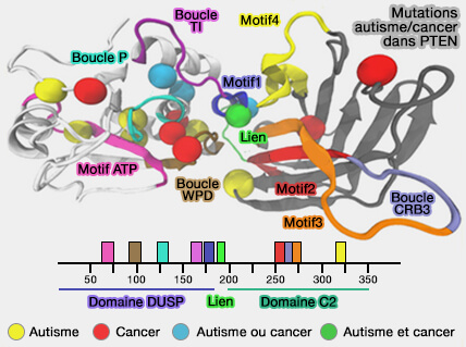 Mutations autisme/cancer dans PTEN