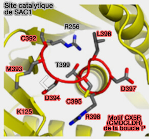 Site catalytique de SAC1