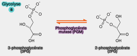 Isomérisation en 2-phosphoglycérate