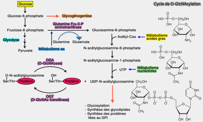 Cycle de l'O-GlcNAcylation