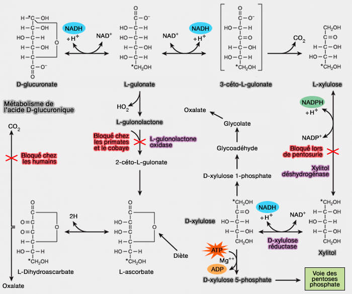 Métabolisme de l’acide D-glucuronique