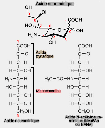 Acide neuraminique et NANA