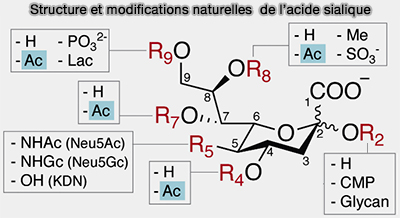 Structure et modifications naturelles de l’acide sialique