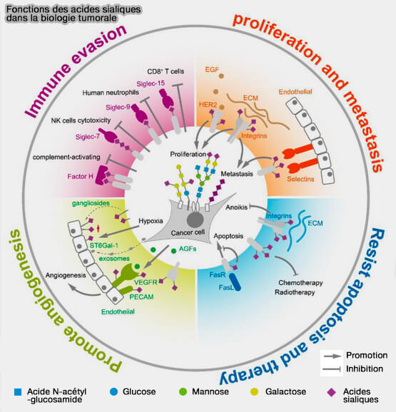 Fonctions des acides sialiques dans la biologie tumorale
