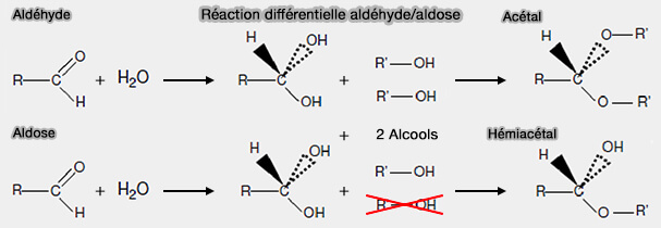 Réaction différentielle aldéhyde/aldose