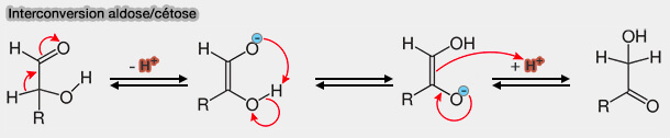 Interconversion aldose/cétose