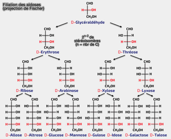 Filiation des aldoses
