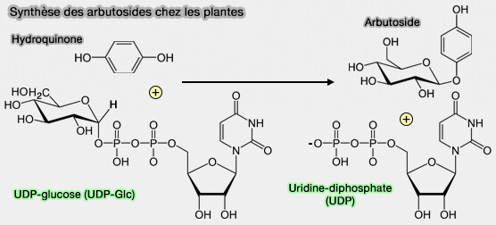 Synthèse des arbutosides chez les plantes