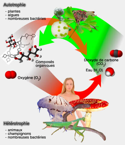 Autotrophie et hétérotrophie
