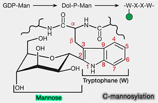 C-mannosylation
