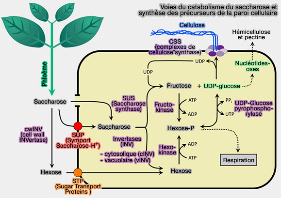 Synthèse de la cellulose
