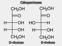 Cétopentoses