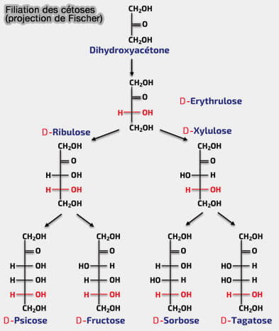 Filiation des cétoses